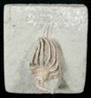 Detailed Macrocrinus Crinoid - Crawfordsville #16089-2